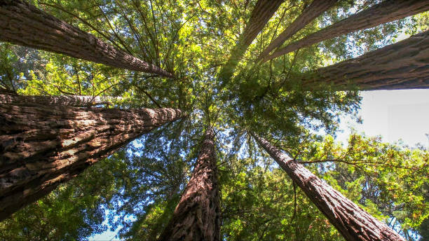 Best Emergency Tree Removal  in Point Baker, FL